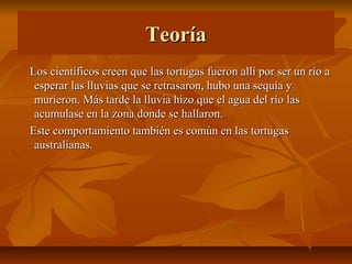 Teoría
Los científicos creen que las tortugas fueron allí por ser un río a
 esperar las lluvias que se retrasaron, hubo una sequía y
 murieron. Más tarde la lluvia hizo que el agua del río las
 acumulase en la zona donde se hallaron.
Este comportamiento también es común en las tortugas
 australianas.
 