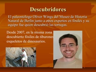 Descubridores
El paleontólogo Oliver Wings del Museo de Historia
Natural de Berlín junto a otros expertos en fósiles y su
equipo fue quien descubrió las tortugas.

Desde 2007, en la misma zona Wings también ha
descubierto fósiles de tiburones, cocodrilos y
esqueletos de dinosaurios.
 