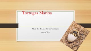 Tortugas Marina
María del Rosario Rivero Contreras
marzo/2014
 