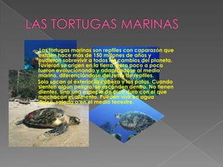 Las tortugas marinas son reptiles con caparazón que
    existen hace más de 150 millones de años y
    pudieron sobrevivir a todos los cambios del planeta.
    Tuvieron su origen en la tierra, pero poco a poco
    fueron evolucionando y adaptándose al medio
    marino, diferenciándose del resto de reptiles.
    Solo sacan al exterior la cabeza y las patas. Cuando
    sienten algún peligro, se esconden dentro. No tienen
    dientes, sino una especie de pico duro con el que
    machacan el alimento. Pueden vivir en agua
    dulce, salada o en el medio terrestre.


 