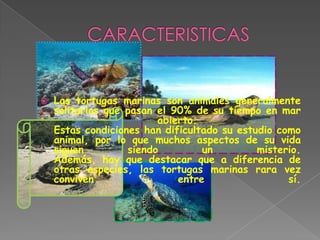   Las tortugas marinas son animales generalmente
    solitarios que pasan el 90% de su tiempo en mar
                         abierto.
    Estas condiciones han dificultado su estudio como
    animal, por lo que muchos aspectos de su vida
    siguen         siendo         un         misterio.
    Además, hay que destacar que a diferencia de
    otras especies, las tortugas marinas rara vez
    conviven                 entre                 sí.
 