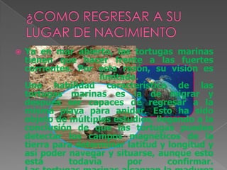    Ya en mar abierto, las tortugas marinas
    tienen que hacer frente a las fuertes
    corrientes. Por esta razón, su visión es
                     limitada.
    Una habilidad característica de las
    tortugas marinas es la de migrar y
    después ser capaces de regresar a la
    misma playa para anidar. Esto ha sido
    objeto de múltiples estudios, llegando a la
    conclusión de que las tortugas pueden
    detectar los campos magnéticos de la
    tierra para determinar latitud y longitud y
    así poder navegar y situarse, aunque esto
    está      todavía      por       confirmar.
 