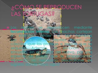    Los reptiles se reproducen mediante
    fecundación interna. Los machos cortejan
    o   intentan   atraer     a   las  hembras
    Los huevos de los reptiles tienen una
    cáscara que los protege e impide que se
    sequen.    Además,      el   embrión    está
    envuelto, en el interior del huevo, por una
    especie de bolsas que le proporcionan
    alimento, no necesitan desarrollarse en
    lugares donde haya agua
 