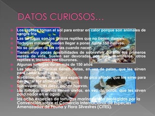    Los reptiles toman el sol para entrar en calor porque son animales de
    sangre fría
   Las tortugas son los únicos reptiles que no tienen dientes.
   Tortugas marinas pueden llegar a poner hasta 150 huevos.
   No se ocupan de las crías cuando nacen.
   Tienen muy pocas posibilidades de sobrevivir durante los primeros
    meses de vida. Suelen ser devoradas por aves, mamíferos, otros
    reptiles e, incluso, por tiburones.
   Algunas tortugas duran más de 150 años
   Las tortugas marinas tienen aletas, en vez de patas, que les sirven
    para nadar en el agua.
   No tienen dientes, sino una especie de pico afilado, que les sirve para
    desgarrar los alimentos.
   Son ovíparos, es decir, ponen huevos.
   Las tortugas marinas tienen aletas, en vez de patas, que les sirven
    para nadar en el agua.
   las ocho especies de tortugas marinas están protegidas por la
    Convención sobre el Comercio Internacional de Especies
    Amenazadas de Fauna y Flora Silvestres (CITES).
 