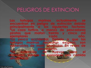 Las    tortugas   marinas   actualmente   se
encuentran en peligro de extinción debido
principalmente a los siguientes factores:
*La caza furtiva, a manos de pescadores
piratas que matan treinta y cinco mil
ejemplares              cada            año.
*La pesca accidental. Debido a que las
tortugas marinas necesitan oxigeno, son
vulnerables de morir ahogadas en redes de
                  pescadores.
*La     colección   de    huevos   para   el
consumo, porque se considera una comida
afrodisíaca.
 