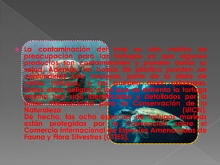   La contaminación del mar es otro motivo de
    preocupación para las tortugas ya que algunos
    productos son contaminantes y pueden dañar su
    salud. Además, las bolsas de plástico pueden ser
    confundidas con medusas, parte de la dieta de
    varias tortugas, y así pueden morir asfixiadas.
    Todos estos peligros a los que se enfrenta la tortuga
    marina han sido identificados y detallados por la
    Unión Internacional para la Conservación de la
    Naturaleza                                    (UICN).
    De hecho, las ocho especies de tortugas marinas
    están protegidas por la Convención sobre el
    Comercio Internacional de Especies Amenazadas de
    Fauna y Flora Silvestres (CITES).
 