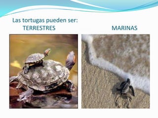 Las tortugas pueden ser:
TERRESTRES MARINAS
 