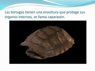 Las tortugas tienen una envoltura que protege sus
órganos internos, se llama caparazón.
 
