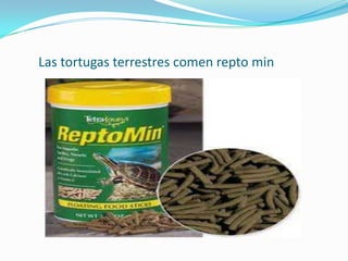 Las tortugas terrestres comen repto min
 