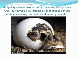 Al igual que los huevos de sus hermanos reptiles y de las
Aves, los huevos de las tortugas están rodeados por una
membrana vitelina, tres capas de albumen y cutícula.
 