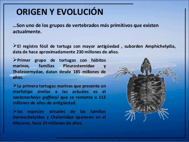 Tortugas marinas