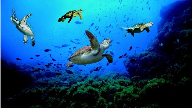 Resultado de imagen para tortugas marinas