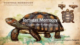 Tortugas Morrocoy
(Tortugas de Patas Rojas)
Leslie Johan Chaparro Tangarife
MVZ
 