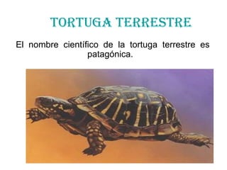 TORTUGA TERRESTRE El  nombre  científico  de  la  tortuga  terrestre  es  patagónica.  