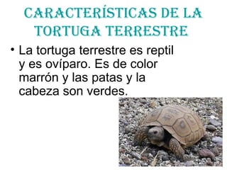 Características de la tortuga terrestre La tortuga terrestre es reptil y es ovíparo. Es de color marrón y las patas y la cabeza son verdes.