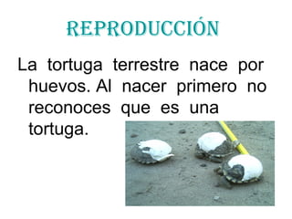 Reproducción La tortuga terrestre nace por huevos. Al nacer primero no reconoces que es una tortuga.