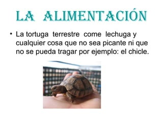 La alimentación La tortuga terrestre come lechuga y cualquier cosa que no sea picante ni que no se pueda tragar por ejemplo: el chicle.