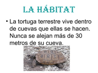 La hábitat La tortuga terrestre vive dentro de cuevas que ellas se hacen. Nunca se alejan más de 30 metros de su cueva.