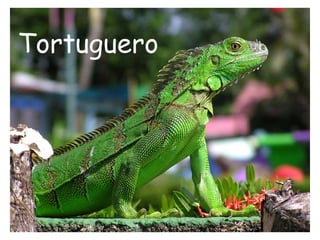 Tortuguero 