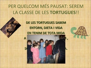 PER QUELCOM MÉS PAUSAT: SEREM LA CLASSE DE LES  TORTUGUES !! DE LES TORTUGUES SABEM ENTORN, DIETA I VIDA EN TENIM DE TOTA MIDA A SANT LLORENÇ ENS PESEM , ALLÀ BÉ HO COMPROVEM SÓN FEIXUGUES FORA MIDA. 