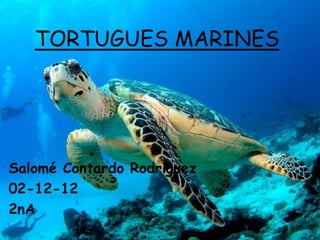 TORTUGUES MARINES




Salomé Contardo Rodríguez
02-12-12
2nA
 
