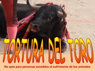 TORTURA DEL TORO No apto para personas sensibles al sufrimiento de los animales 