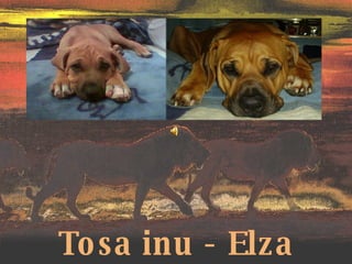 Tosa inu - Elza 