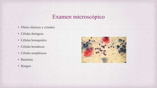 Examen microscópico
• Fibras elásticas y cristales
• Células faríngeas
• Células bronquiales
• Células hemáticas
• Células neoplásicas
• Bacterias
• Hongos
 