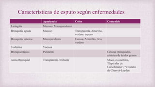 Características de esputo según enfermedades
Apariencia Color Contenido
Laringitis Mucoso/ Mucopurulento
Bronquitis aguda Mucoso Transparente-Amarillo-
verdoso espeso
Bronquitis crónica Mucupurulenta Escasa- Amarillo- Gris
verdoso
Tosferina Viscosa
Bronquiectasias Purulento Células bronquiales,
cristales de ácidos grasos
Asma Bronquial Transparente. brillante Moco, eosinófilos,
“Espirales de
Curschmann”, “Cristales
de Charcot-Leyden
 