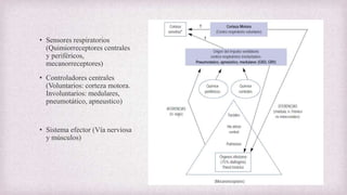 • Sensores respiratorios
(Quimiorreceptores centrales
y periféricos,
mecanorreceptores)
• Controladores centrales
(Voluntarios: corteza motora.
Involuntarios: medulares,
pneumotático, apneustico)
• Sistema efector (Vía nerviosa
y músculos)
 