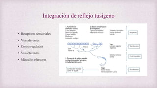Integración de reflejo tusígeno
• Receptores sensoriales
• Vías aferentes
• Centro regulador
• Vías eferentes
• Músculos efectores
 