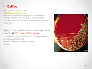 • Cultivo
-Aislamiento de B. pertussis
-CONFIRMA; patrón de oro
-Muestra: aspirado nasofaríngeo, se mantiene la
torunda 15 a 30 s o hasta que el paciente tosa.
-Colonias brillantes, diminutas de crecimiento lento
-1 semana.
Otros: Prueba del anticuerpo fluorescente
directo (AFD) Hay en Paraguay
-Aislamiento con Ac especificos contra Bordetella
pertussis y parapertussis
-Muestra secreciones nasofaringeas
-Rápido
 