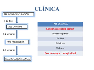 CLÍNICA
PERÍODO DE INCUBACIÓN
FASE CATARRAL
FASE PAROXÍSTICA
FASE DE CONVALECENCIA
7-10 días
1-2 semanas
2-4 semanas
FASE CATARRAL
Similar a resfriado común
Coriza y lagrimeo
Tos leve
Febrícula
Malestar
Fase de mayor contagiosidad
 