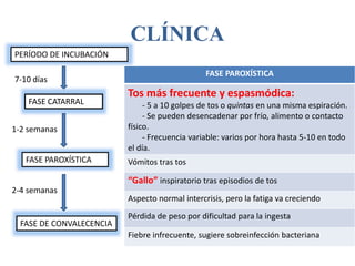 CLÍNICA
PERÍODO DE INCUBACIÓN
FASE CATARRAL
FASE PAROXÍSTICA
FASE DE CONVALECENCIA
7-10 días
1-2 semanas
2-4 semanas
FASE PAROXÍSTICA
Tos más frecuente y espasmódica:
- 5 a 10 golpes de tos o quintas en una misma espiración.
- Se pueden desencadenar por frío, alimento o contacto
físico.
- Frecuencia variable: varios por hora hasta 5-10 en todo
el día.
Vómitos tras tos
“Gallo” inspiratorio tras episodios de tos
Aspecto normal intercrisis, pero la fatiga va creciendo
Pérdida de peso por dificultad para la ingesta
Fiebre infrecuente, sugiere sobreinfección bacteriana
 