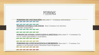 PERIODOS 
PERIODO DE INCUBACIÓN: dura entre 1 – 2 semanas asintomáticas. 
PERIODO CENTRAL O DE INICIO: dura 2 semanas con síntomas 
catarrales inespecíficos. 
PERIODO DE ESTADO, CONVULSIVO O ASFÍCTICO: dura unas 4 – 6 semanas. La 
tos se vuelve paroxística o convulsiva. 
PERIODO DE CONVALECENCIA O REMISION: dura entre 1 – 3 semanas. Las 
quintas se van haciendo menos frecuentes hasta desaparecer. 
 