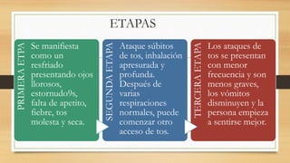 ETAPAS 
PRIMERA ETPA 
Se manifiesta 
como un 
resfriado 
presentando ojos 
llorosos, 
estornudo9s, 
falta de apetito, 
fiebre, tos 
molesta y seca. 
SEGUNDA ETAPA 
Ataque súbitos 
de tos, inhalación 
apresurada y 
profunda. 
Después de 
varias 
respiraciones 
normales, puede 
comenzar otro 
acceso de tos. 
TERCERA ETAPA 
Los ataques de 
tos se presentan 
con menor 
frecuencia y son 
menos graves, 
los vómitos 
disminuyen y la 
persona empieza 
a sentirse mejor. 
 