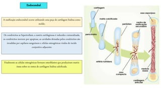 Endocondral
Finalmente as células osteogênicas formam osteoblastos que produziram matriz
óssea sobre os restos de cartilagem hialina calcificada.
A ossificação endocondral ocorre utilizando uma peça de cartilagem hialina como
molde;
Os condrócitos se hipertrofiam, a matriz cartilaginosa é reduzida e mineralizada,
os condrócitos morrem por apoptose, as cavidades deixadas pelos condrócitos são
invadidas por capilares sanguíneos e células osteogênicas vindos do tecido
conjuntivo adjacente;
 