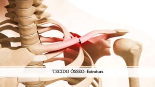TECIDO ÓSSEO: Estrutura
 