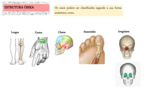 ESTRUTURA ÓSSEA Os ossos podem ser classificados segundo a sua forma
anatômica como:
Longos Curtos Chatos IrregularesSesamóides
 