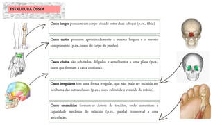 Ossos curtos possuem aproximadamente a mesma largura e o mesmo
comprimento (p.ex., ossos do carpo do punho).
Ossos sesamóides formam-se dentro de tendões, onde aumentam a
capacidade mecânica do músculo (p.ex., patela) transversal a uma
articulação.
Ossos longos possuem um corpo situado entre duas cabeças (p.ex., tíhia).
Ossos chatos são achatados, delgados e semelhantes a uma placa (p.cx.,
ossos que formam a caixa craniana).
Ossos irregulares têm uma forma irregular, que não pode ser incluída em
nenhuma das outras classes (p.ex., ossos esfenóide e etmóide do crânio).
ESTRUTURA ÓSSEA
 