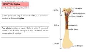 O corpo de um osso longo é denominado diáfise, e as extremidades
articulares são denominadas epífises.
Placa epifisária, cartilaginosa, separa a diáfise da epífise. A extremidade
articular do osso é dilatada e esculpida de modo a se articular com sua
contraparte óssea da articulação.
ESTRUTURA ÓSSEA
 