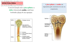 A área de transição entre a placa epifisária e a
diáfise é denominada metáfise, onde ficam
localizadas colunas de osso esponjoso.
A placa epifisária e a metáfise são
responsáveis pelo crescimento do osso em
comprimento.
ESTRUTURA ÓSSEA
 