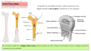 ESTRUTURA ÓSSEA
A superfície da extremidade articular é coberta somente por uma
delgada camada de osso compacto, sobrejacente ao osso esponjoso.
Em cima desta camada fica a cartilagem hialina articular, altamente polida, que reduz a fricção ao movimentar-se contra a cartilagem articular da
contraparte óssea da articulação.
 