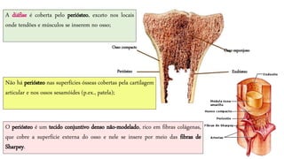 A diáfise é coberta pelo periósteo, exceto nos locais
onde tendões e músculos se inserem no osso;
O periósteo é um tecido conjuntivo denso não-modelado, rico em fibras colágenas,
que cobre a superfície externa do osso e nele se insere por meio das fibras de
Sharpey.
Osso compacto
Osso esponjoso
EndósteoPeriósteo
Não há periósteo nas superfícies ósseas cobertas pela cartilagem
articular e nos ossos sesamóides (p.ex., patela);
 