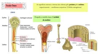 Hospeda a medula óssea (Cavidade
da medula).
As superfícies externas e internas são cobertas pelo periósteo pelo endósteo,
respectivamente – membranas conjuntivas *(Células osteogênicas)
OSSOS
Tecido Ósseo
 