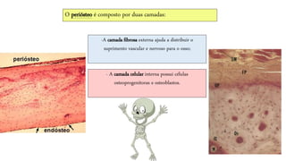 - A camada celular interna possui células
osteoprogenitoras e osteoblastos.
O periósteo é composto por duas camadas:
-A camada fibrosa externa ajuda a distribuir o
suprimento vascular e nervoso para o osso;
 
