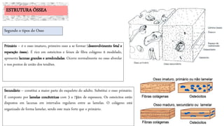 Primário – é o osso imaturo, primeiro osso a se formar (desenvolvimento fetal e
reparação óssea). É rico em osteócitos e feixes de fibra colágeno ñ modelado,
apresenta lacunas grandes e arredondadas. Ocorre normalmente no osso alveolar
e nos pontos de união dos tendões.
ESTRUTURA ÓSSEA
Secundário – constitui a maior parte do esqueleto do adulto. Substitui o osso primário.
É composto por lamelas concêntricas com 3 a 7m de espessura. Os osteócitos estão
dispostos em lacunas em intervalos regulares entre as lamelas. O colágeno está
organizado de forma lamelar, sendo este mais forte que o primário.
Segundo o tipos do Osso
 