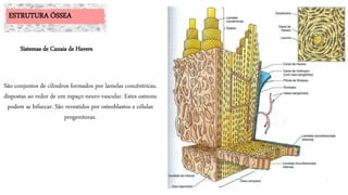 São conjuntos de cilindros formados por lamelas concêntricas,
dispostas ao redor de um espaço neuro-vascular. Estes osteons
podem se bifurcar. São revestidos por osteoblastos e células
progenitoras.
ESTRUTURA ÓSSEA
Sistemas de Canais de Havers
 