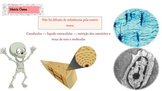Canalículos >> liquido extracelular >> nutrição dos osteócitos e
troca de íons e moléculas
Matriz Óssea
Não há difusão de substâncias pela matriz
óssea;
 