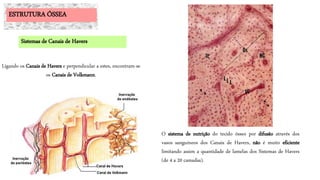 Ligando os Canais de Havers e perpendicular a estes, encontram-se
os Canais de Volkmann.
O sistema de nutrição do tecido ósseo por difusão através dos
vasos sanguíneos dos Canais de Havers, não é muito eficiente
limitando assim a quantidade de lamelas dos Sistemas de Havers
(de 4 a 20 camadas).
ESTRUTURA ÓSSEA
Sistemas de Canais de Havers
 